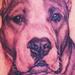 Tattoos - Pitbull Portrait Tattoo - 59447